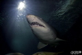   have been called assignment depict emotion shark dive Manly aquarium so wanted facing friendly sand tiger shark. This pic taken diving large enclosure  